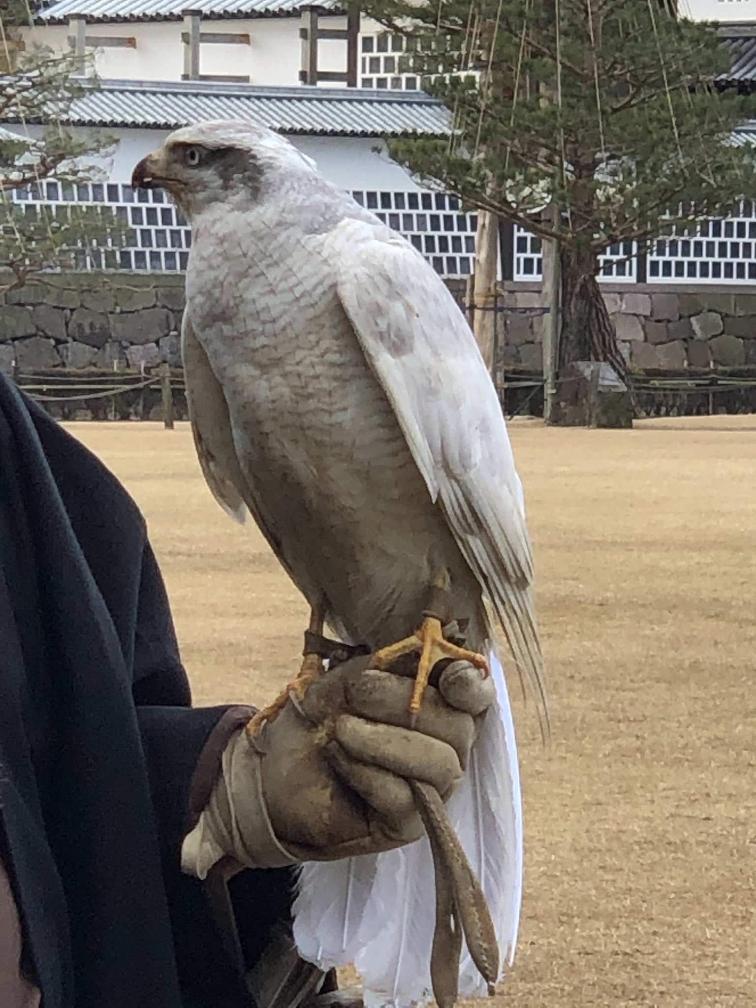 تويتر 波津彬子 على تويتر 鷹かわいいよ 鷹 T Co 1fg8nbxptj