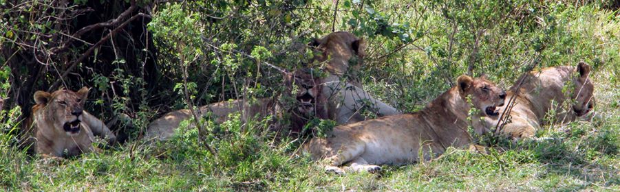 GregAdventures_'s tweet photo. Are you having a #lazysunday? Male lions sleep approx. 20h per day and the females mostly "bring the food to the table". Even on Sundays.
#lion #wildlife #Africa #safari #Tanzania #bucketlist #travel #travelmore #girlpower #bigcats #instatravel #adventure #onceinalifetime https://t.co/tNZ2mkgJeH