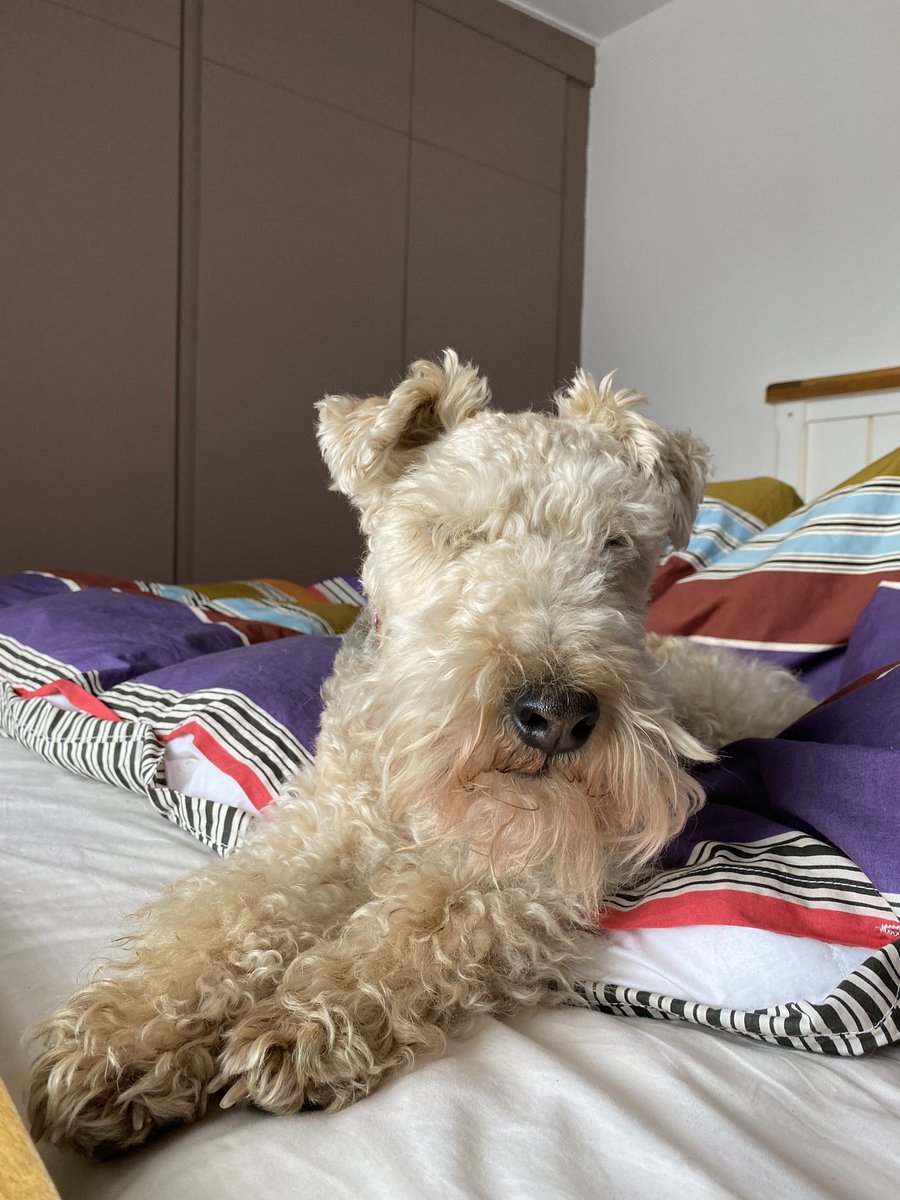 <a href="/ByrneCocker/">Daisy 🇮🇪 🐕‍🦺 & Alfie 🌈 🐕🥰</a> Oooo Alfie I’m having a mum day today as dad has disappeared to an exhibition 💖 how about you