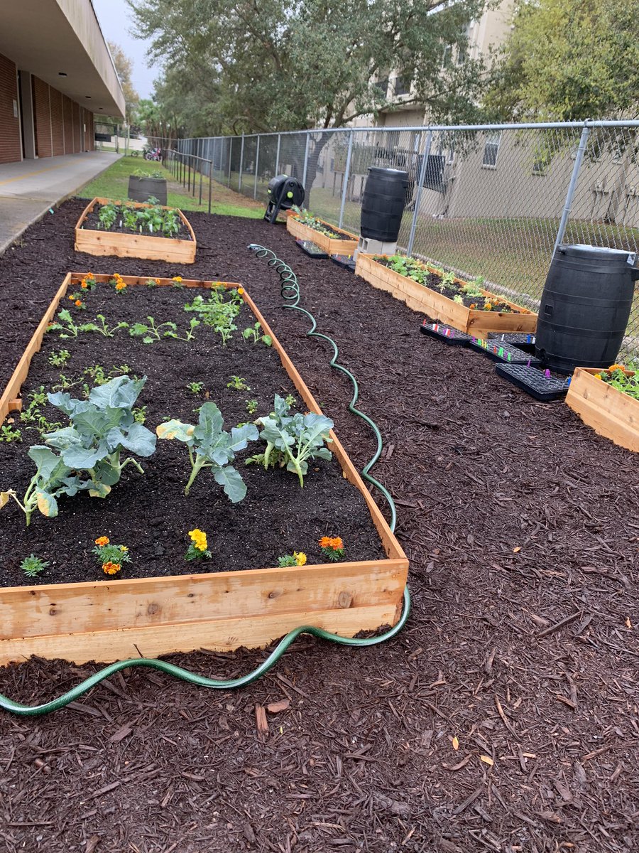 MrsFridayABES's tweet photo. So excited about our new teaching garden at Apollo Beach Elementary. @HCPSApolloBeach @HCPSArea5 @HCPSElemScience @American_Heart @3rdAbes https://t.co/lsEiGm0Z7b