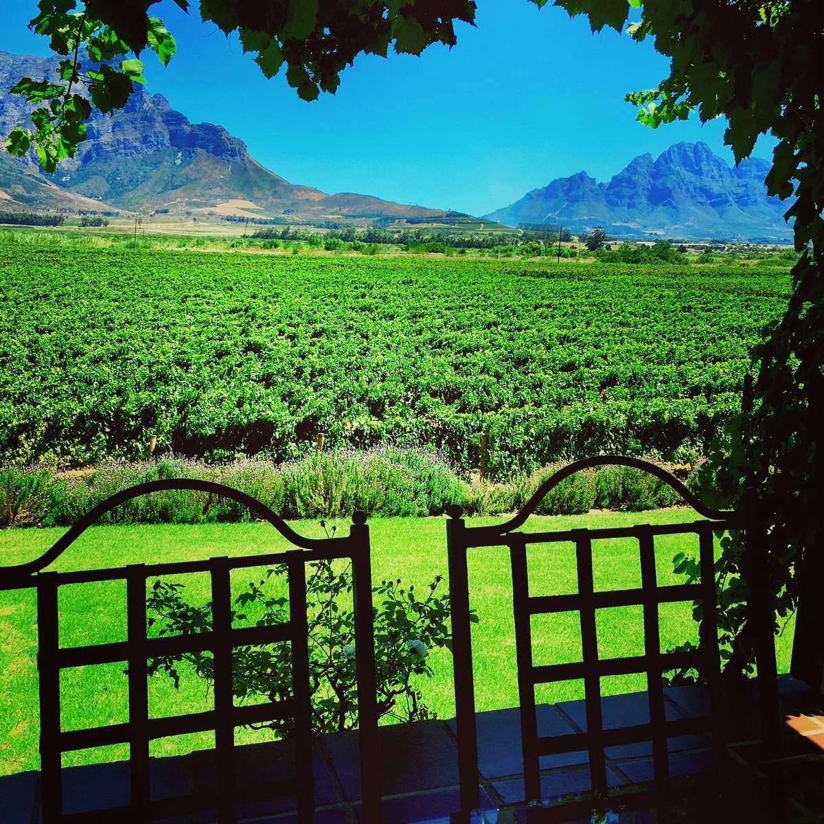 AKKERDAL's tweet photo. #sundaymood☀️ Na n lekker early morning #mtride is dit tyd om n glas Akkerdal Malbec te geniet saam met n #ribeyesteak in die weber ..... Cheers 🍷#akkerdalwines #akkerdalrenaissance #hanekomfamily1714 #wildfermentation #lotsofpassion #enjoylife #healthylifestyle https://t.co/iztTOzjPnK
