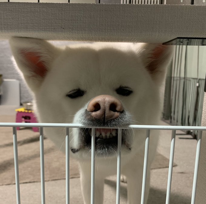 動物,犬,猫,しつけ,飼い方,育て方,病気,健康