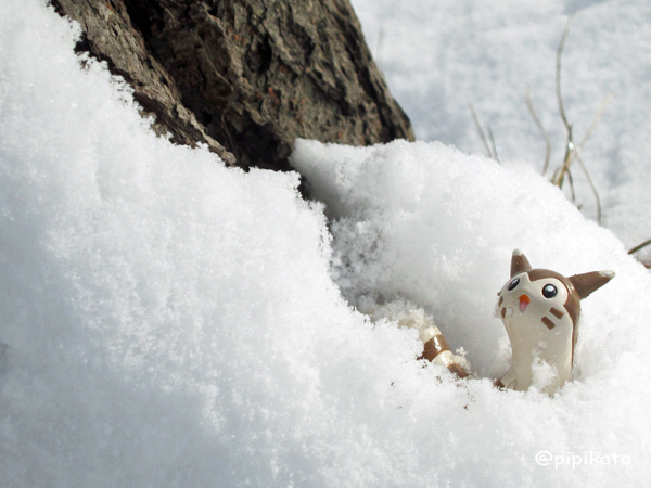 Pikata こちらは雪の中のオオタチちゃん ポケモン野外撮影 リアルポケモンスナップ ポケモン写真