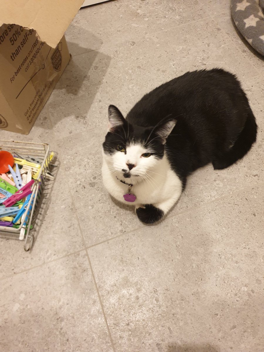 EdenNZara's tweet photo. Some snaps of Zara settling into her (not ours) new home...
Loafing around the laundry, refusing to assist with hanging out washing. And surveying our unpacking efforts from her newly adopted throne.
Eden is asleep on one of the kid's beds :) 
#Zara
#EdenNZara
#BossCatDontWork https://t.co/VqEBx9PlKJ