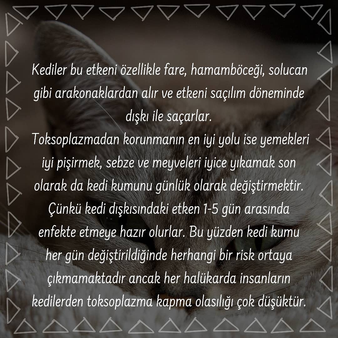 iuhfhayvanhak's tweet photo. Toksoplazma nedir?
Kaynakça
https://t.co/EWXsCrXLQX
https://t.co/c65BXFML9R
https://t.co/Y94t8pQrTG
https://t.co/R7s0ds9F9t
#hayvanhaklari
#hayvanlaralemi
#toksoplasma https://t.co/9qGsecLp43