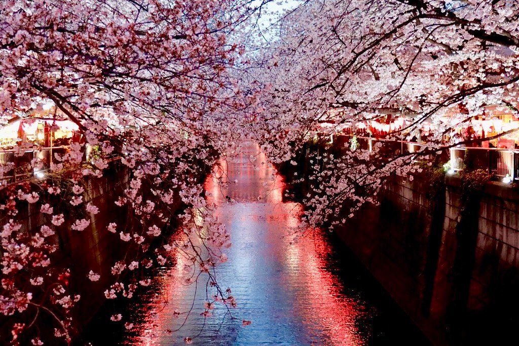 AestheticsJapan's tweet photo. Meguro River
by https://t.co/k4tFcScn1X https://t.co/2t9nJM0fJG
