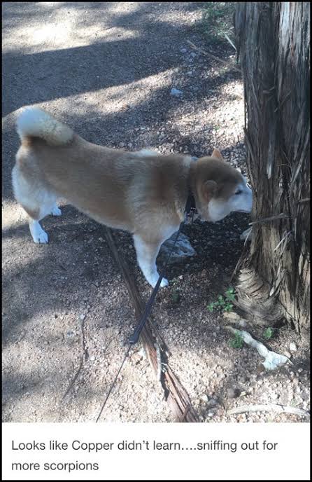 さめ ダウン症の犬やからガイジーヌ サソリ食って腫れただけらしいで そうなんか ガイジとか言ってごめんやで 飼い主 懲りずにまたサソリ探し始めたンゴ やっぱガイジやんけ の流れメチャすき