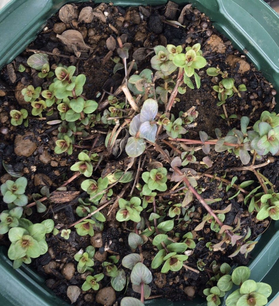 Moon オレガノ ケントビューティー シソ科ハナハッカ属 観賞用オレガノ 去年の11月に花を切り戻して そのまま地上部が枯れる事なくロゼットの状態で越冬したオレガノ ケントビューティー 葉っぱがどんどん増えてきた オレガノ ケント