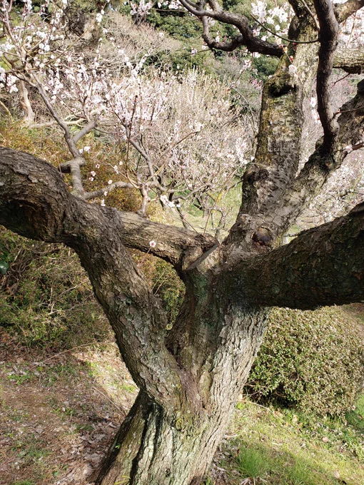 昨日は絵描き仲間と小石川植物園へ
私は歩きながら手帳にクロッキー、友人たちは写真を撮りまくりで楽しい場所でした。次は一人でゆっくりスケッチに来ようと思ったのでした… 