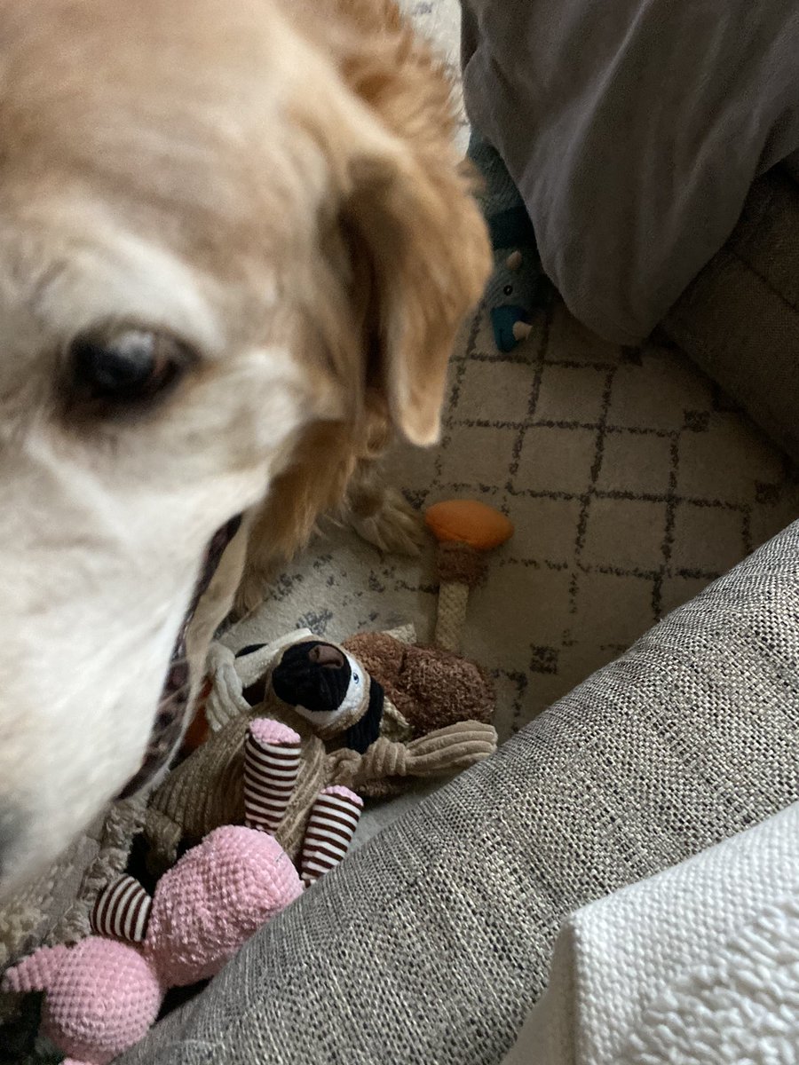 thedog_max's tweet photo. #hint all da babies r waiting on u to play dad... https://t.co/X6CjBE4k9F
