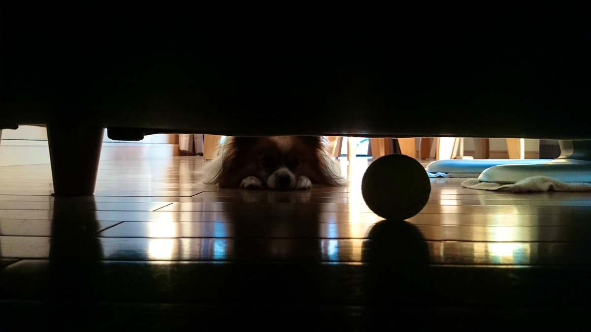 この床に這いつくばって撮った写真、やっぱいい写真だなぁ(ソファの下のボールを取りたい犬) 