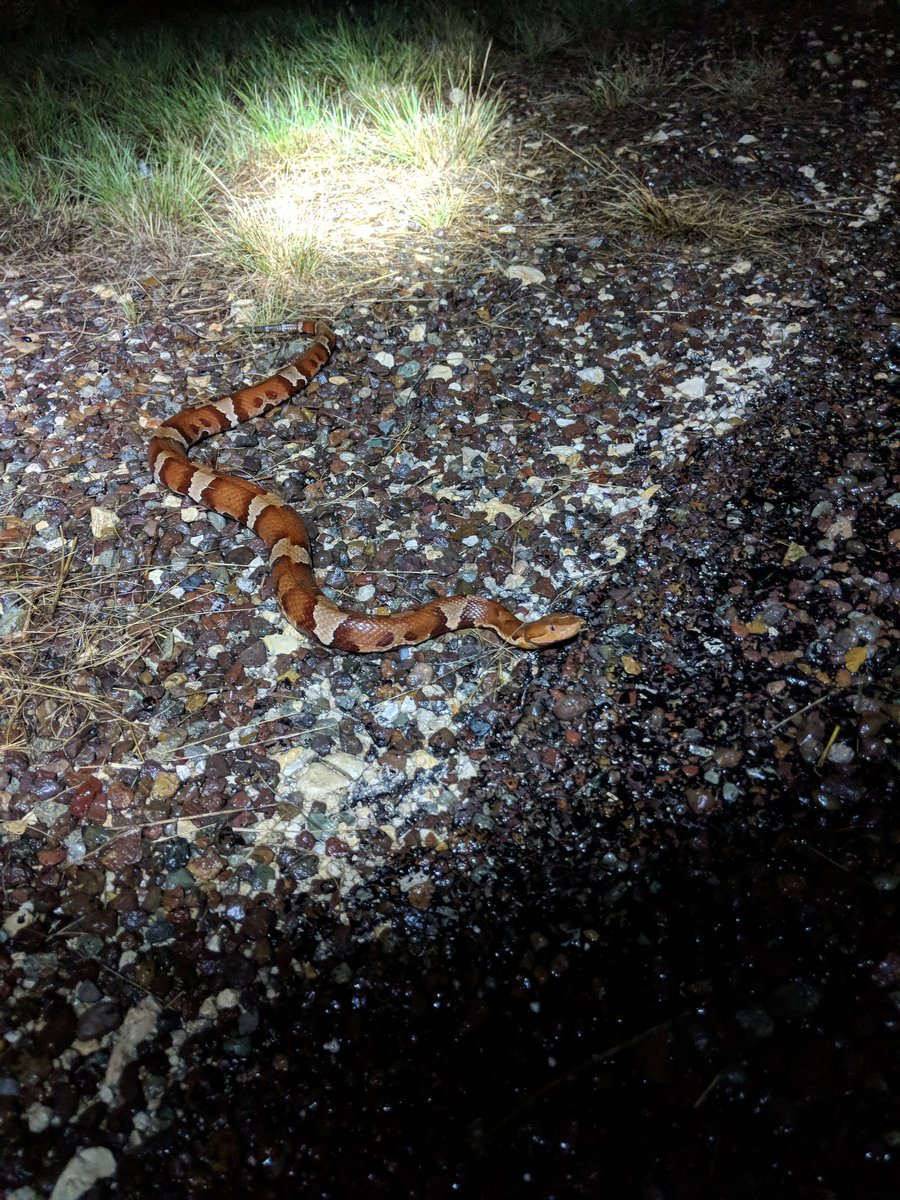 jameskelangreen's tweet photo. @suzynotes @phylogenomics Here's a few! Trans Pecos Copperhead, Western Ground snake, Chihuahuan Nightsnske, Lined snake, another Western Ground snake, and a Prairie Ringneck. :) https://t.co/BLPtTFyld8