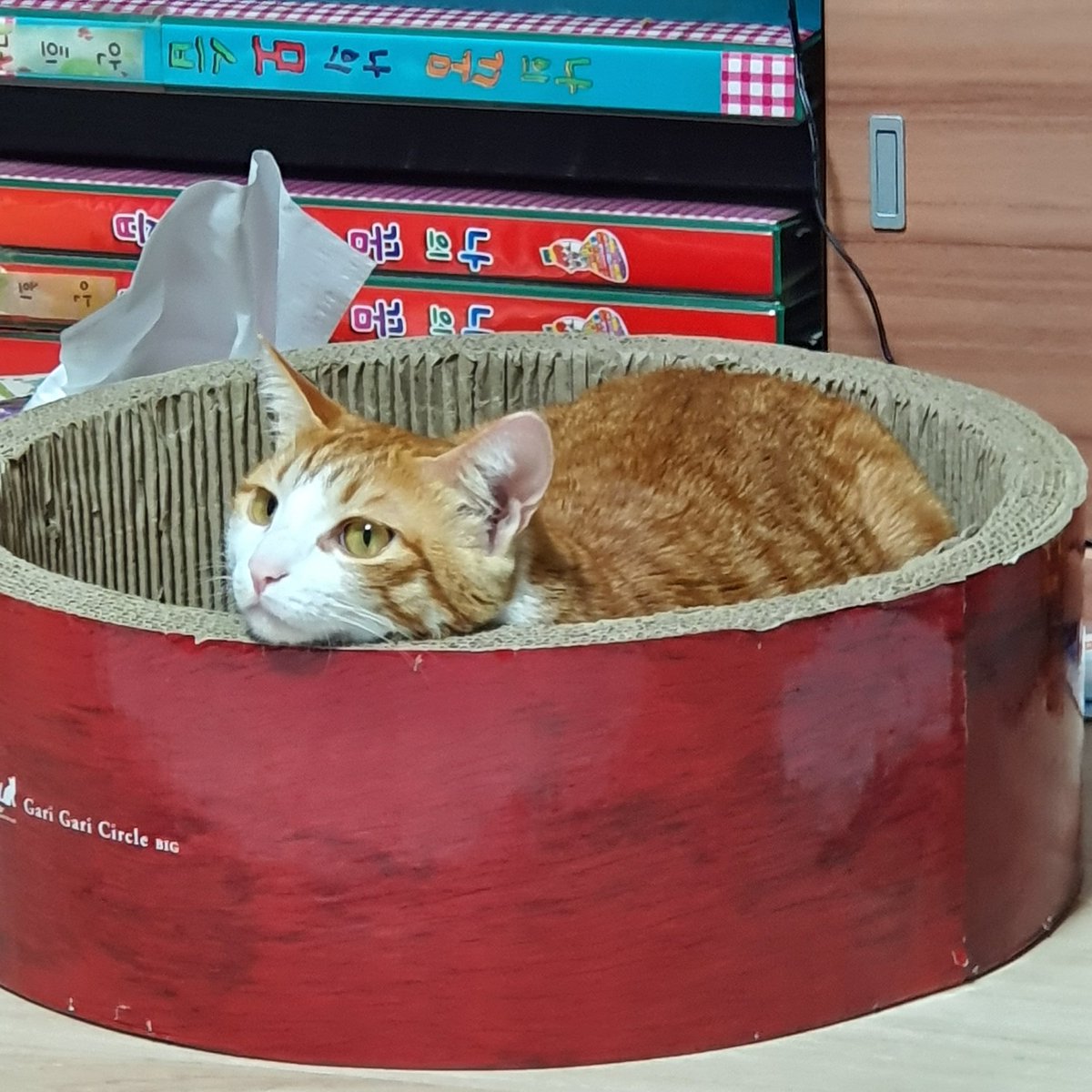 아련...고먐아련...