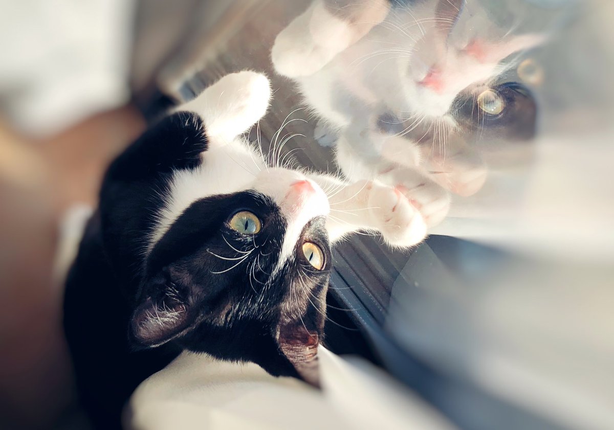 MY_5T's tweet photo. おめめきらきらでかわいい
#猫 #ハチワレ
#猫のいる幸せ https://t.co/o8UFTdbFow