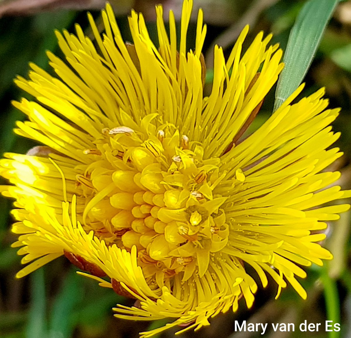 maryvanderes's tweet photo. Ik waai even een kleurtje op de tl.
#Code_geel
#Klein_hoefblad.
@FloraNederland @NLBloeit https://t.co/FMBuLe0d9I