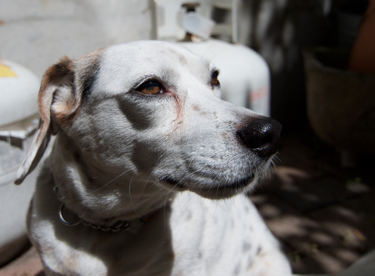 TorontoVerve's tweet photo. Yesterday we said goodbye to our precious Bosley. He brought so much joy and laughter to our lives. What an amazing 13 years. We’re going to miss you, boy. RIP https://t.co/hUV6Hr2OTz