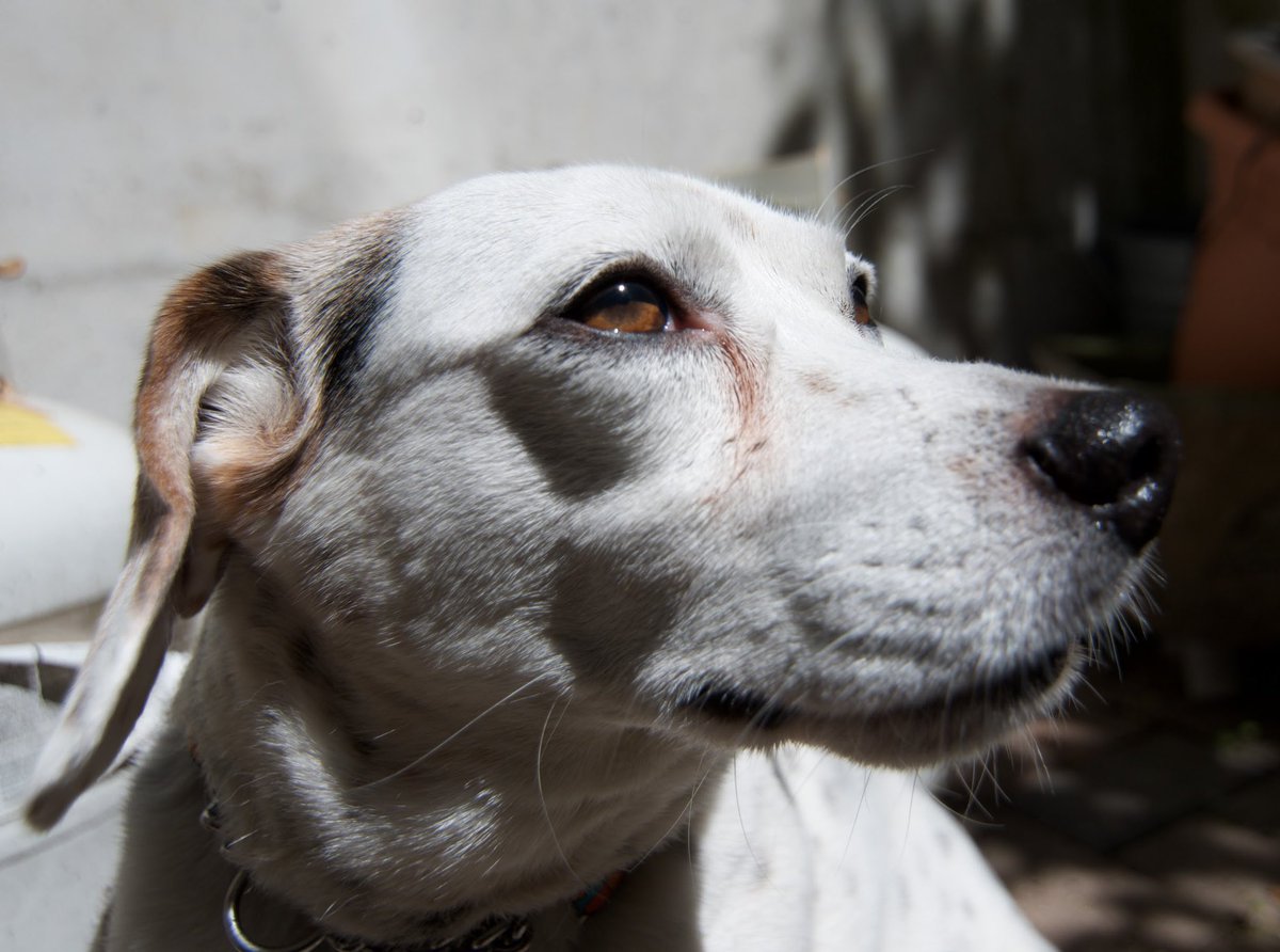 Yesterday we said goodbye to our precious Bosley. He brought so much joy and laughter to our lives. What an amazing 13 years. We’re going to miss you, boy. RIP