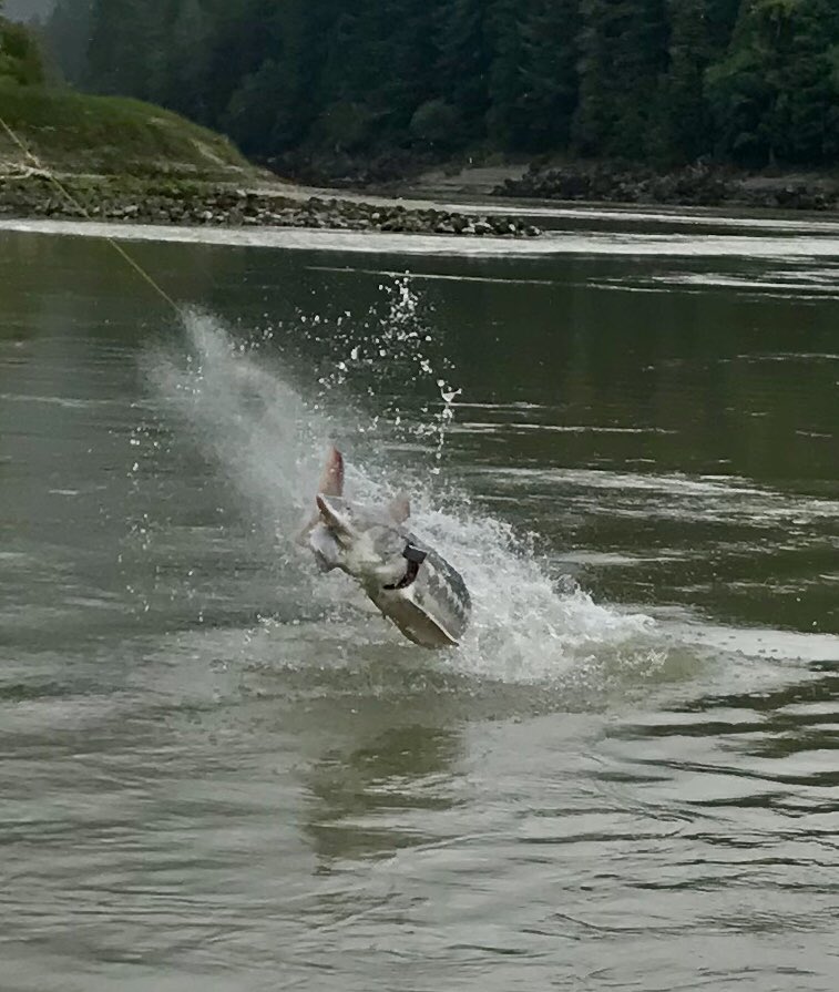 STSGuiding's tweet photo. First time we won’t have a booth at the BC Boat &amp; Sportsman Show at #tradex . Watch our social media for our #sturgeon specials https://t.co/hmwBm4sMen