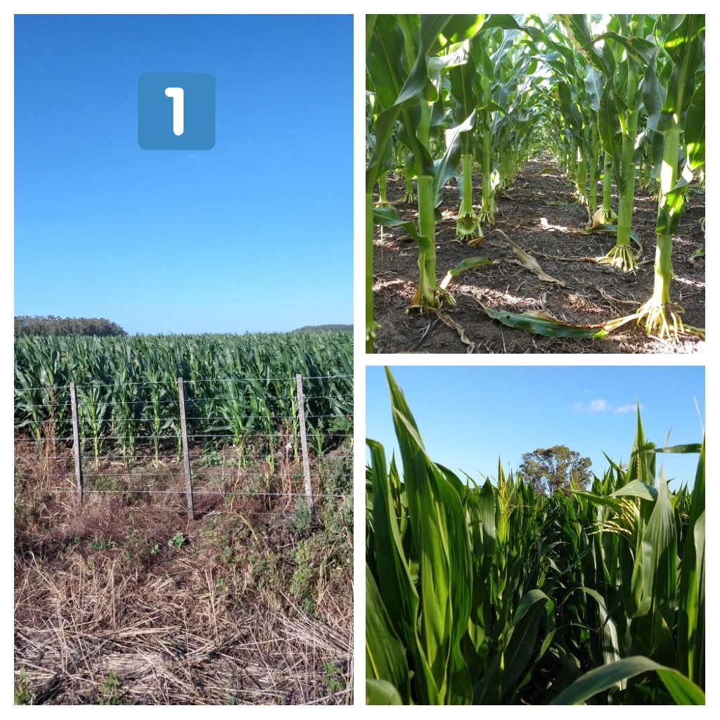 Santiguazzelli's tweet photo. #Maíz de segunda, zona de Tandil y Ayacucho. #agricultura #intensificaciónderotaciones
Muy buena implantacion y desarrollo, en 3 alternativas diferentes:

1️⃣DK69-10, siembra 18/12, sobre arveja

2️⃣ST9734-20, siembra 23/12 sobre cebada

3️⃣ST9734-20, siembra 4/1, sobre cebada https://t.co/d7LXzkEUH7
