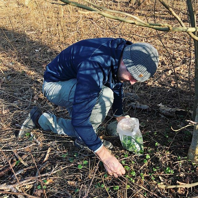 logiskmat's tweet image. First sign of spring. 
#gastrologik 
#speceriet ift.tt/2HQAcD0