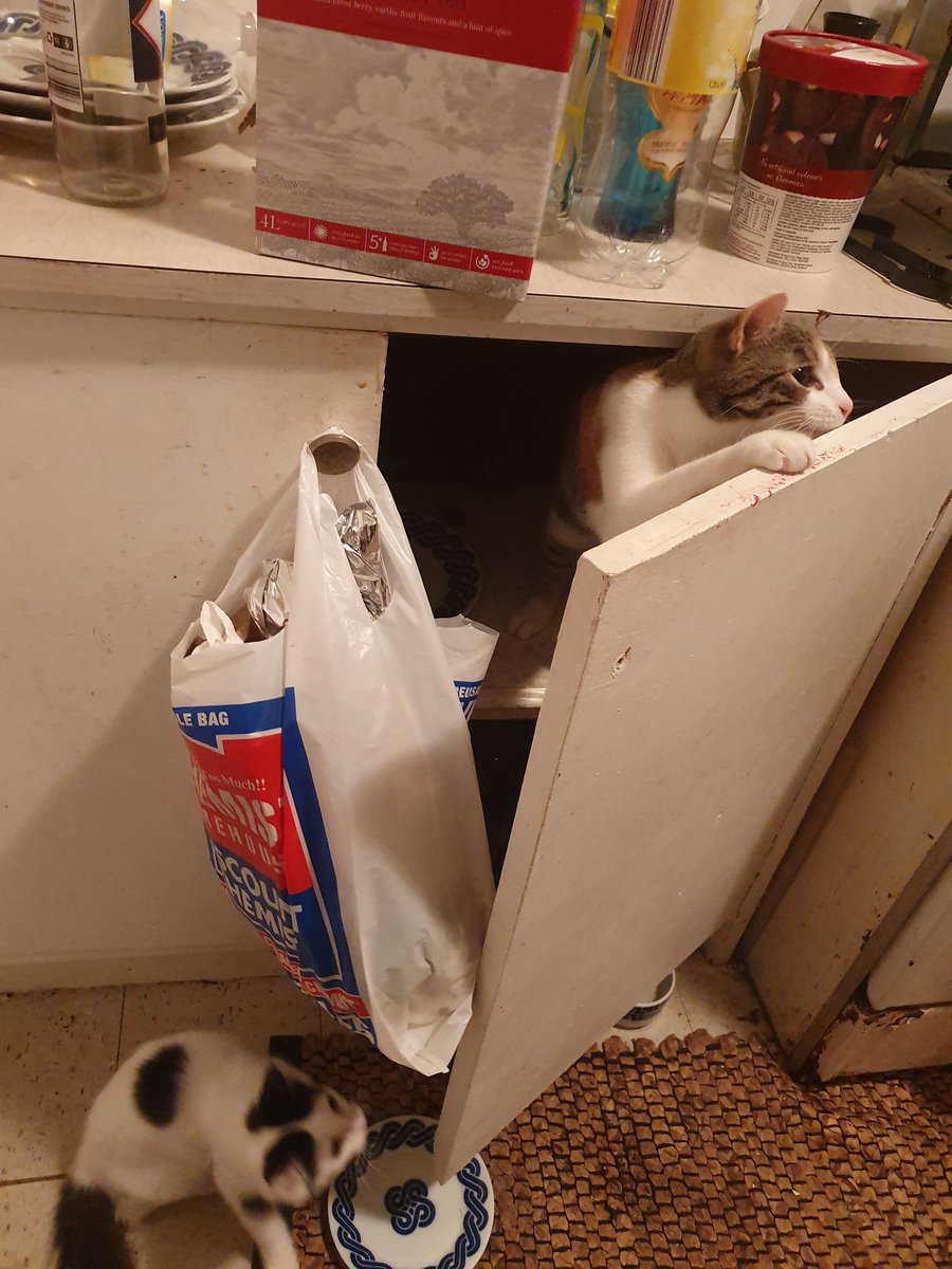 terriblemyrtle's tweet photo. Look at these idiots.

#cat https://t.co/csM7c6Ynbd