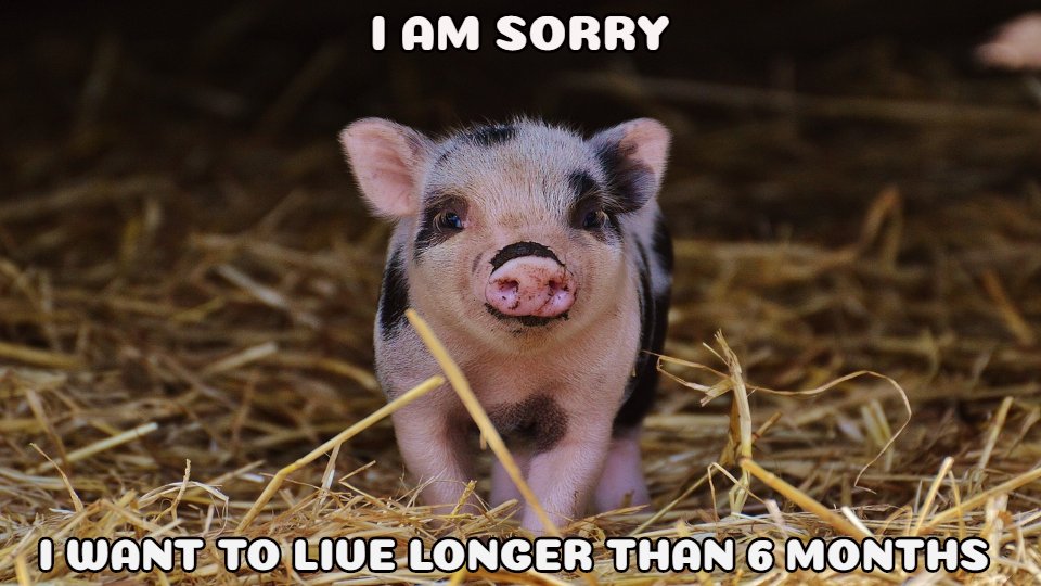 AnimalRevol's tweet photo. Pigs can live to around 15 years of age, most pigs slaughtered for meat will be killed as soon as they hit adult weight โ at just five or six months old. Around 30.000 British pigs are slaughtered per week.
#Change #MeatyMarch #MeatFreeMarch #Animals #Pigglets #Piggs #UKfarming https://t.co/tmlGkQxxAp