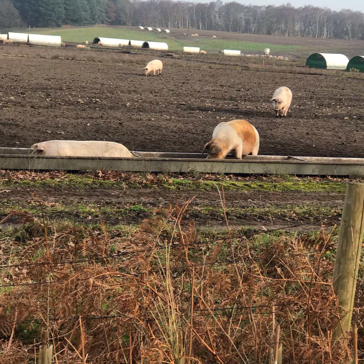 keepcottage's tweet image. Happy Suffolk pigs 🐖 love the one who is in the trough. #workingsmarter #pigs #suffolk