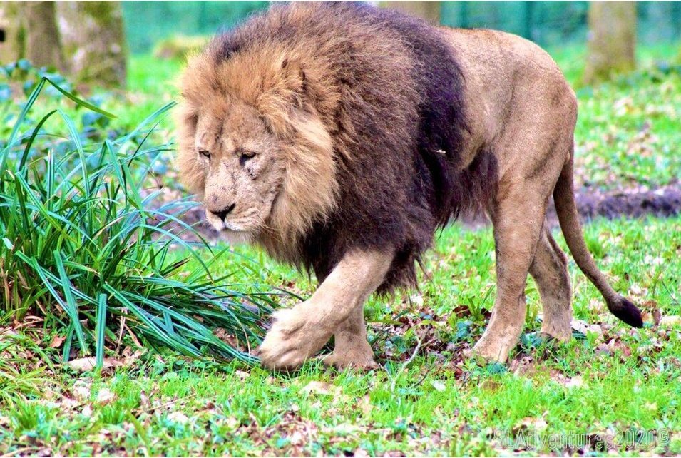 SLNorman_'s tweet photo. Back from a VIP tour @Longleat - Amazing opportunity to learn about carnivour behaviour and inspired a new adventure story! Watch this space! "Are you ready for another adventure?" https://t.co/zuRDziuz4y