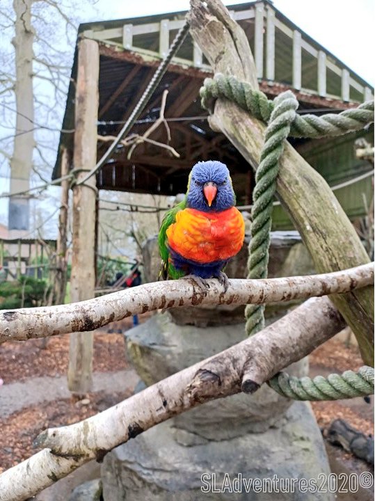 SLNorman_'s tweet photo. Back from a VIP tour @Longleat - Amazing opportunity to learn about carnivour behaviour and inspired a new adventure story! Watch this space! "Are you ready for another adventure?" https://t.co/zuRDziuz4y