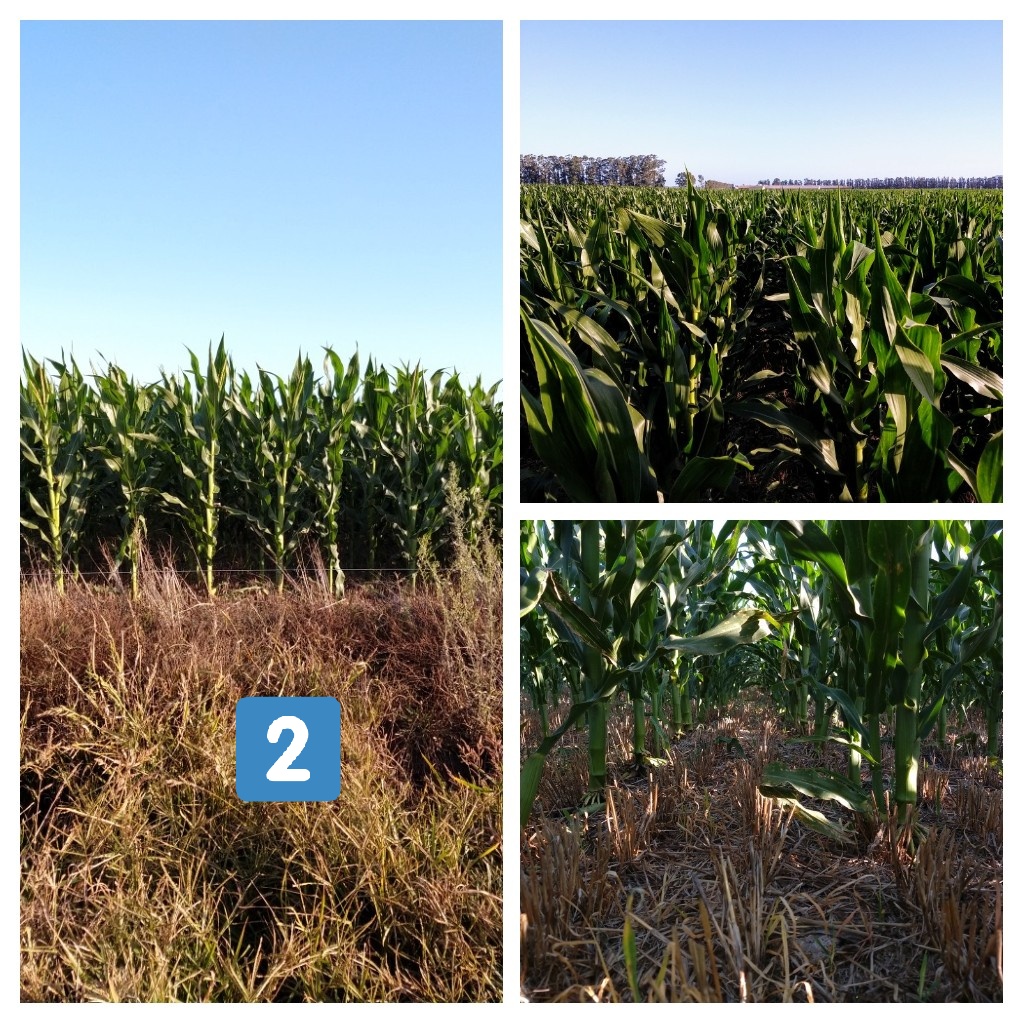 Santiguazzelli's tweet photo. #Maíz de segunda, zona de Tandil y Ayacucho. #agricultura #intensificaciónderotaciones
Muy buena implantacion y desarrollo, en 3 alternativas diferentes:

1️⃣DK69-10, siembra 18/12, sobre arveja

2️⃣ST9734-20, siembra 23/12 sobre cebada

3️⃣ST9734-20, siembra 4/1, sobre cebada https://t.co/d7LXzkEUH7