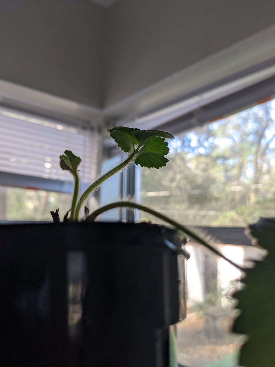 syd_clair's tweet photo. "It always pays to be closer to nature, than people."
-Robert Black 
#ufhortsci https://t.co/Qqg6x9paLo