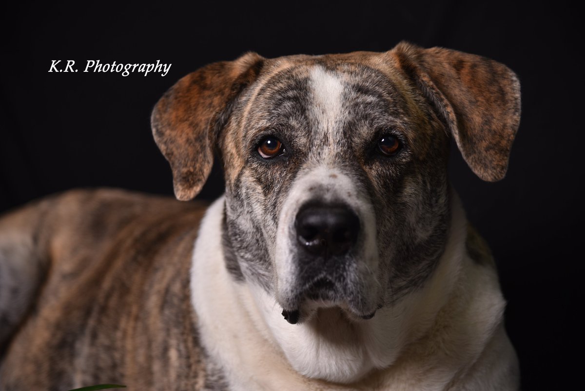 krphotography04's tweet photo. #dog #dogsoftwitter #doggie #greatdane #greatpyrenees #bigdogs #dogoftheday #doglovers #doglife #pet #puppylove #ilovemydog https://t.co/yulhEgUhto