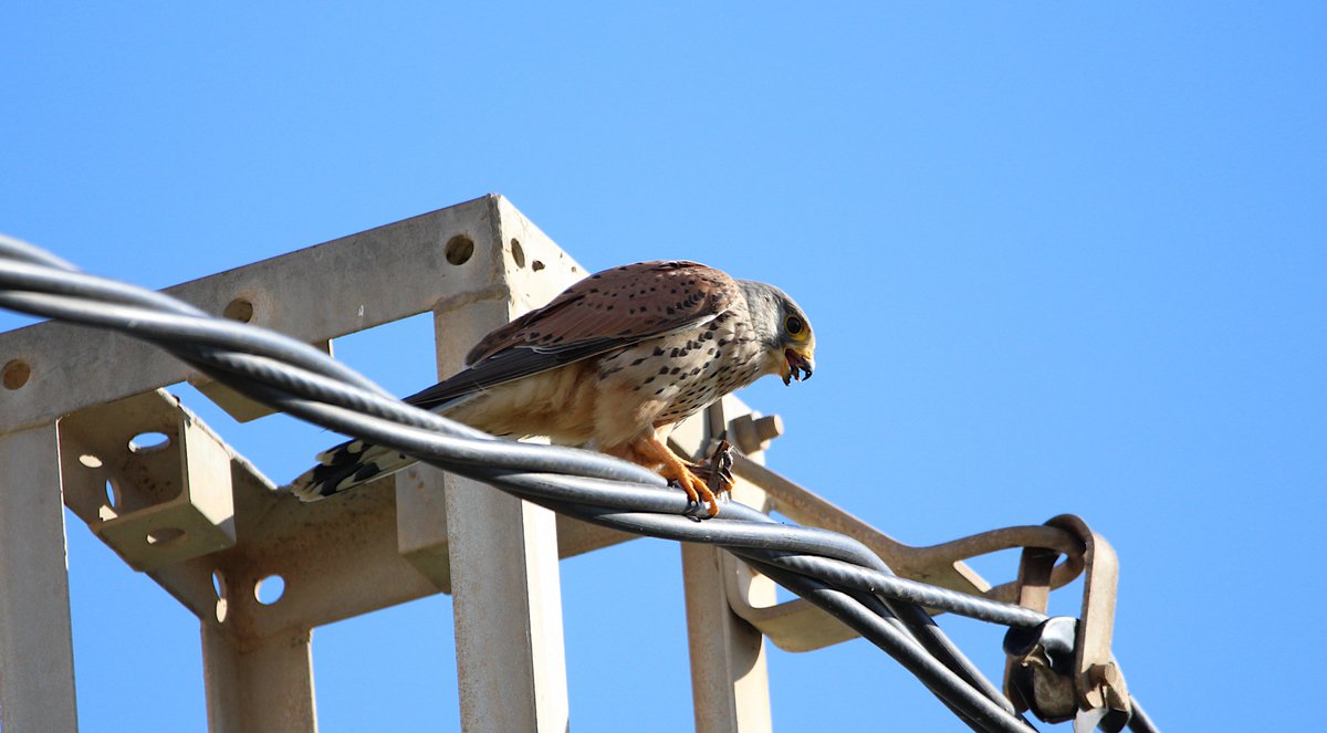 Rafabellan's tweet photo. Cernícalo vulgar (Falco tinnunculus).
Parque Regional Calblanque, Monte de las Cenizas y Peña del Águila. Región de Murcia.
#cernicalo #cernicalos #cernicalovulgar #falco #falcotinnunculus #falcotinnuculus #prcalblanque #fauna #medionatural #avesdeespaña #aves #regiondemurcia https://t.co/Qt0BRuIuRB