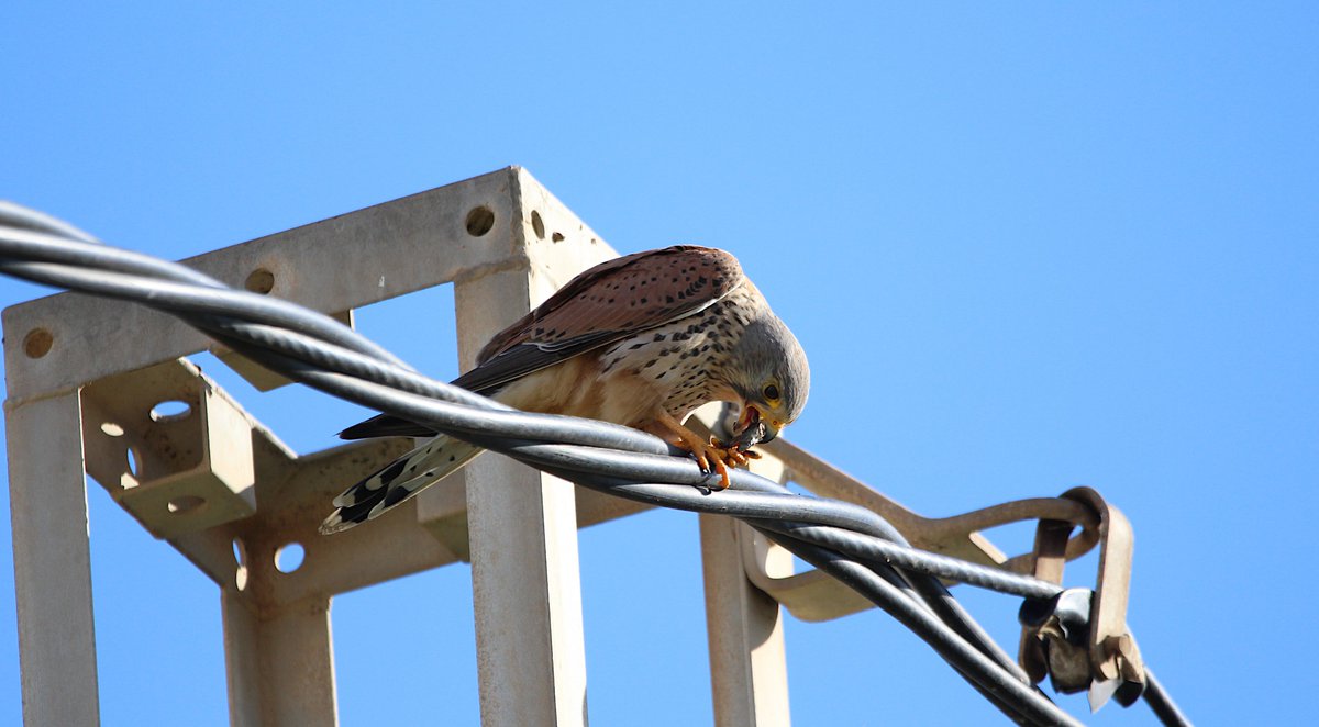 Rafabellan's tweet photo. Cernícalo vulgar (Falco tinnunculus).
Parque Regional Calblanque, Monte de las Cenizas y Peña del Águila. Región de Murcia.
#cernicalo #cernicalos #cernicalovulgar #falco #falcotinnunculus #falcotinnuculus #prcalblanque #fauna #medionatural #avesdeespaña #aves #regiondemurcia https://t.co/Qt0BRuIuRB