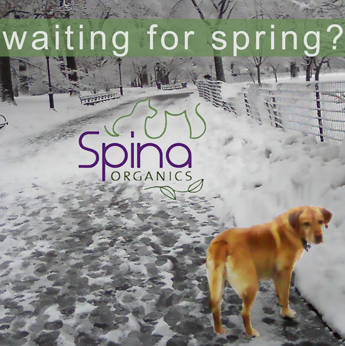SpinaOrganics's tweet photo. Less than a month away!  #spinaforspring #springforward
#dogsofcentralpark #snowdays #labradorsofinstagram https://t.co/zKETTfGZmf