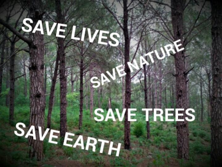 'Be kind to the trees. They are busy saving the World.'
-Unknown

#SayNoToDeforestation
#TreesAreLife