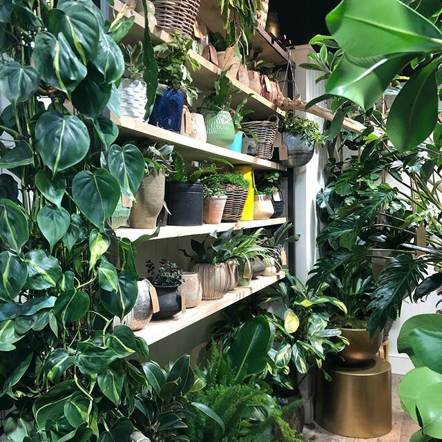 My plant obsession is increasing! Got two new babies today 😍🌿 ift.tt/2VbJotv