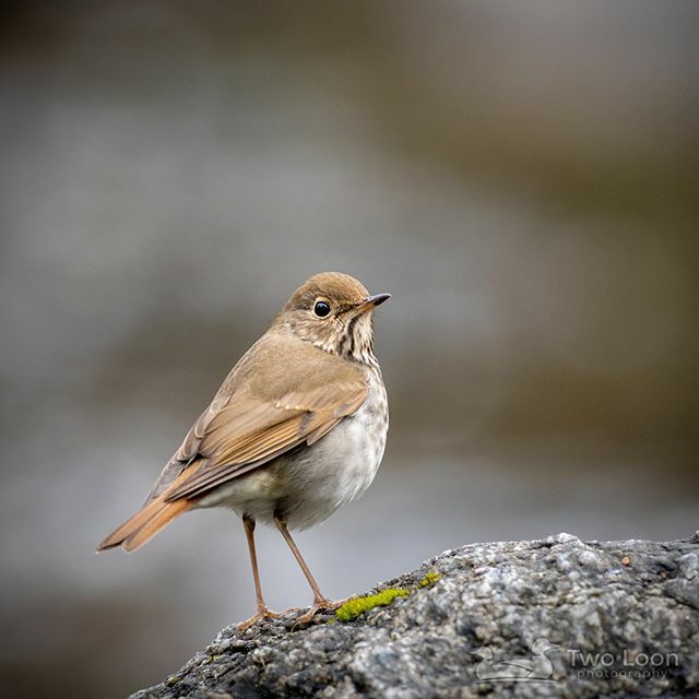 TwoLoonPhoto's tweet photo. #HermitThrushWeek Day 7

Hermit Thrushes are usually ground or close-to-the-ground nesters. However, nests have been found up to 20 feet off the ground.

Hermit Thrush week was a blast. I hope you had as much fun as I did. If you have any other species s… https://t.co/2EJlEMpGN6 https://t.co/g44mOAIFyb