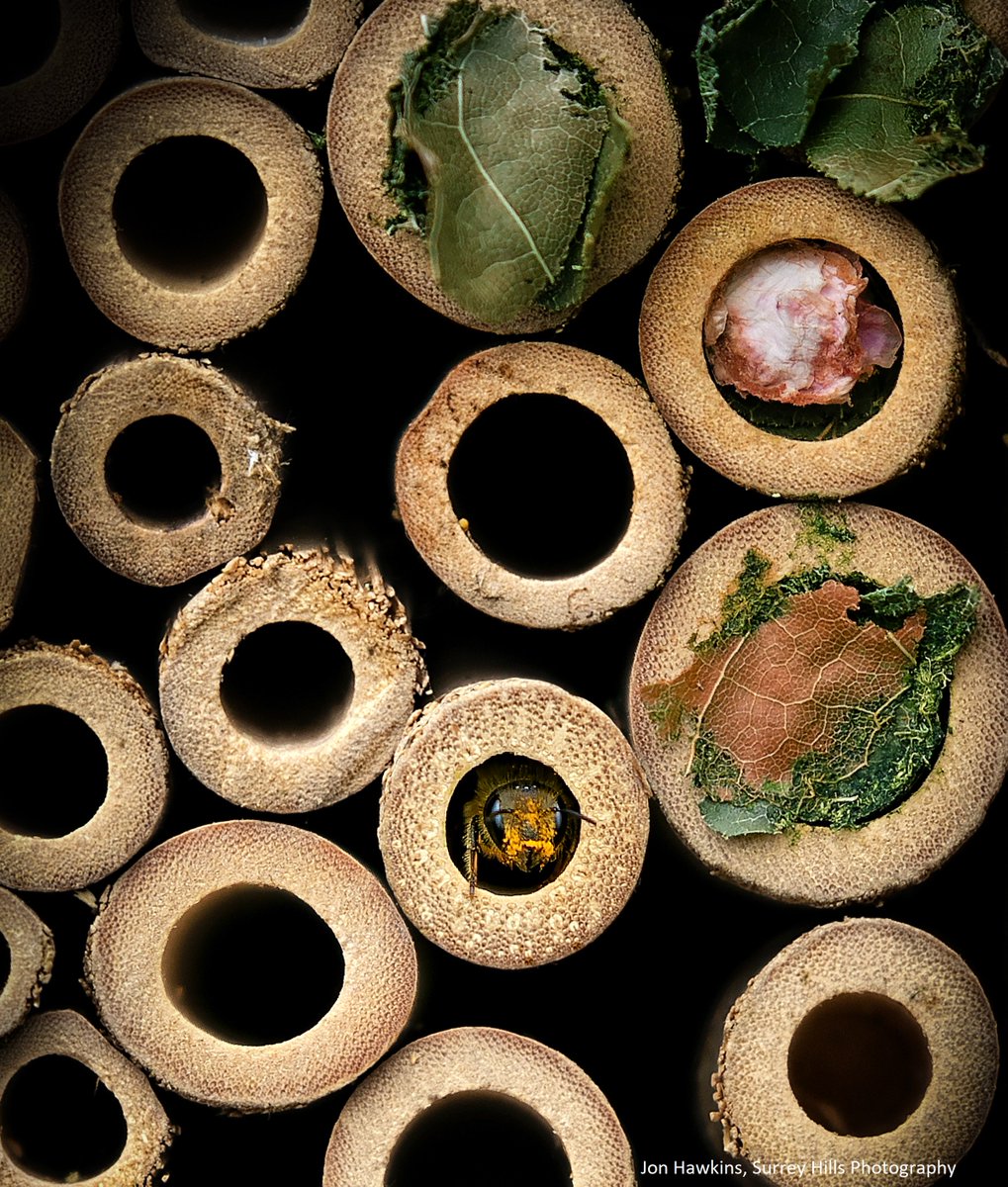 Build a bug hotel: 
Create a multi-storey wildlife hotel that’s full of all sorts of natural materials, providing safe hidey-holes for everything from hedgehogs to ladybirds 🦋🐝🕷️🕸️🐌🦔 🐞🐞
wildlifetrusts.org/actions/how-bu…