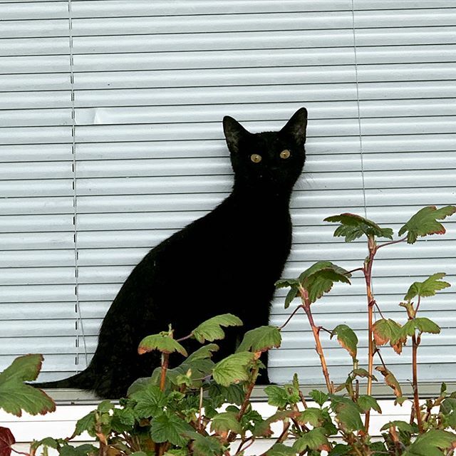 kittyireland's tweet image. I think I’ve been spotted. #cats #blackcatsofinstagram #windowcat #sundaywalk ift.tt/2HNe24n