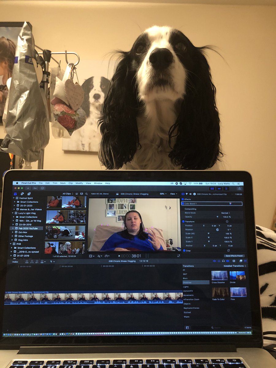LucyAlexandria's tweet photo. Mum ‼️ why you no pay me any attention? 🐶
#MollyDog is not happy that I’m editing videos and not stroking her and giving her all my attention.
#AssistanceDog #MollyDogWithABlog #HelperDog #ServiceDog
#YouTube #video #videoediting https://t.co/JiSoVzsr6u