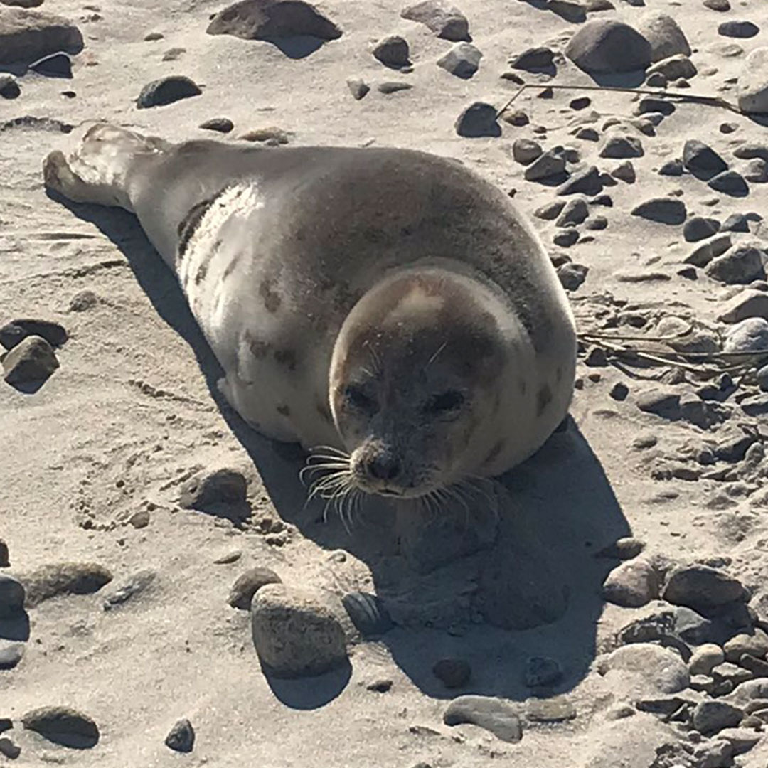 WCVB's tweet photo. Another beautiful day here in southern New England! ☀️ It's so sunny and mild, that this seal decided to soak up some rays on Duxbury Beach this morning 😎 (📸 @DPD_Beach_Ops) #Duxbury #Massachusetts #MAwx #sunshine #beachvibes #isthiswinter #cuteanimals #sunbathingseal https://t.co/7GJsTK6ZIu