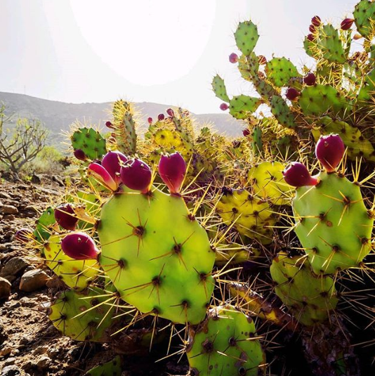 🌵🌵🌵 El #Nopal es nuestro héroe del clima y un aliado clave para un futuro de la #seguridadalimentaria.

La #tuna, su fruto, es fuente de vitaminas, especialmente C y aminoácidos, mientras que el nopal se asocia con la reducción de niveles de azúcar en la sangre y colesterol