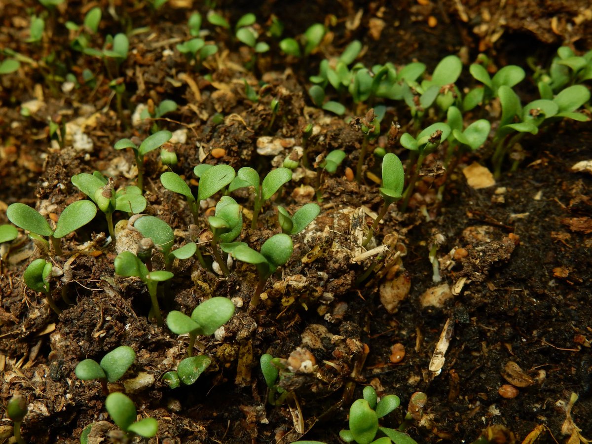 AcresUSA's tweet photo. "Since shallow seed placement is necessary for good emergence, the use of a corrugated roller or packer will provide firmness. The key here is to create firm soil and not compacted soil."
https://t.co/0VOlkaAjga
#forage #soil #seedbed #plantingprep #ecofarmingdaily https://t.co/LBptd1Yp0y