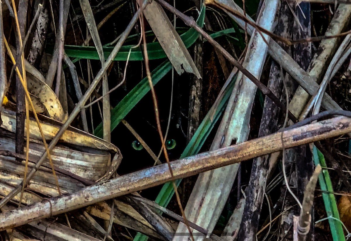 TSHarrington's tweet photo. Nothing quite wakes you up like a random set of eyes staring out at you from the darkened woods. #SundayThoughts https://t.co/42NGjheky1