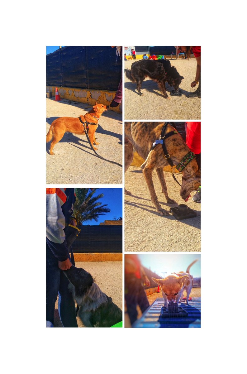 La clase de hoy ha constado de iniciación a la detección olfativa junto con socialización, una jornada muy completa.
La detección olfativa puede ayudarnos en varios aspectos tales como:
Mejorar el vínculo, estimular al perro física y mentalmente, mejora la seguridad.