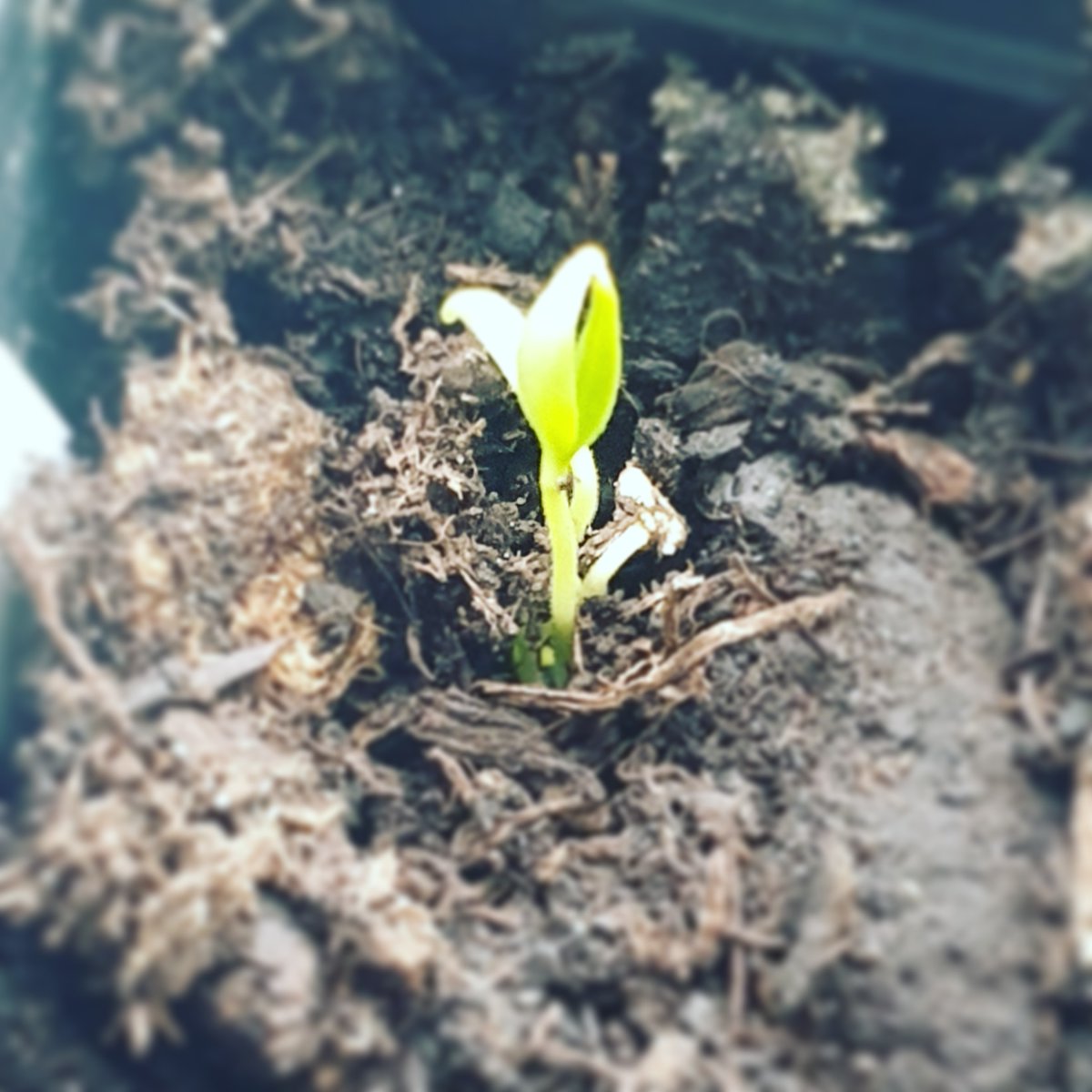 nopebrewing's tweet photo. First bit of chilli life! Looking forward to August for beery goodness🌶🌶
.
.
.
.
.
#nanobrewery #craftbeer #beerygoodness #nottingham #greenfingers #watchthisspace https://t.co/5wS7a8tCDg