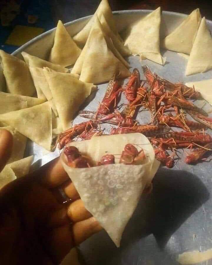 Artisan992's tweet image. When locust meet my regional borders...😂😂😂
#locust_war
#LocustInvasion 
#locupdate