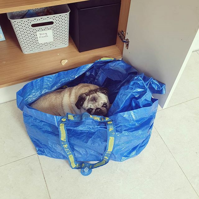 Vicki_os's tweet photo. Anything for a bit of peace and quiet 🙈❤❤❤ #pug #ikea https://t.co/d869MI7lam https://t.co/MCszHLVU3n