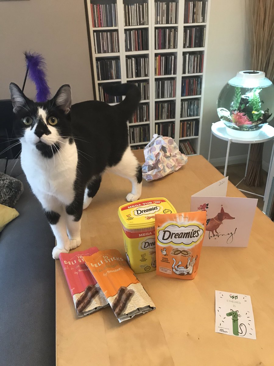 _MattStrong's tweet image. Ethelred’s first birthday! 😻 @PetsatHome #VIPpetsbirthday